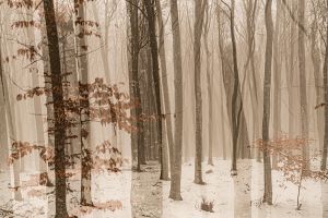 LL_FForest_multiexpo