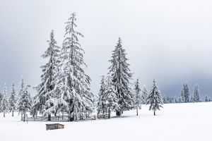 LL_Transilvanian_Winter_Iv-18