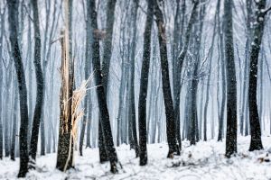 LL_Winter_Drama