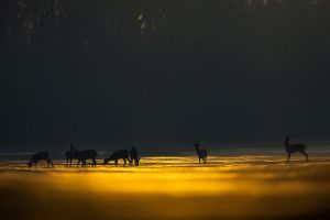 Roe deer-magic