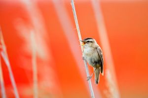 Songster