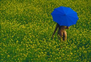 In the Field