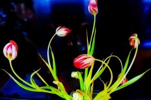 Tulips