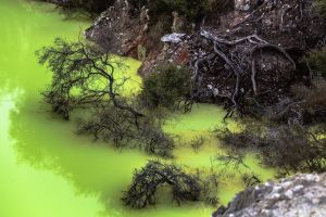 Tó sárgában, Rotorua környékén
Lake in yellow, near Rotorua