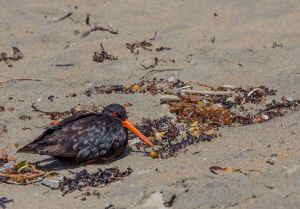 Piros és fekete, egy fekete csigaforgató
Red and black, a black oystercatcher