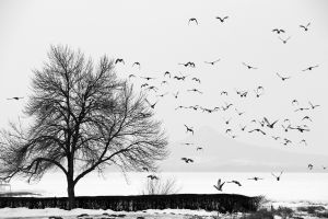 Balaton télen