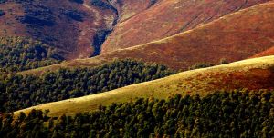 Carpathian lines