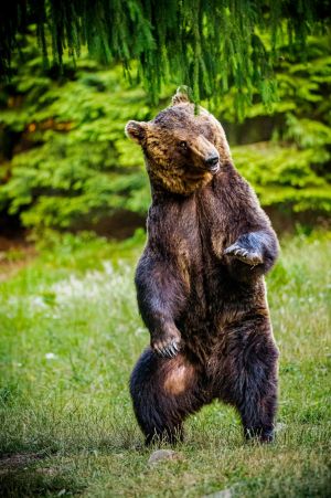 Bear dance