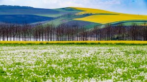 Spring