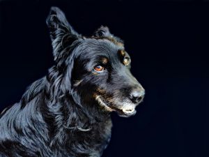 Kutyaportré/Dog portre (Buksi)