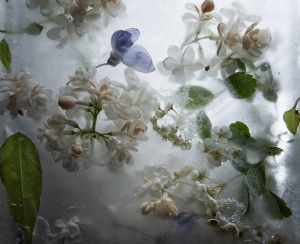 Fagyott kertek / Frozen Gardens (2021)